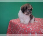 Small Photo #1 Zuchon Puppy For Sale in PATERSON, NJ, USA