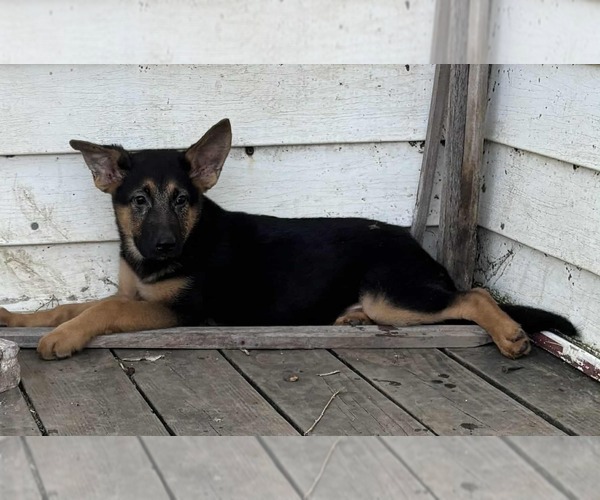 Medium Photo #1 German Shepherd Dog Puppy For Sale in RIGA, MI, USA