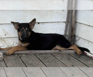 German Shepherd Dog Puppy for sale in RIGA, MI, USA