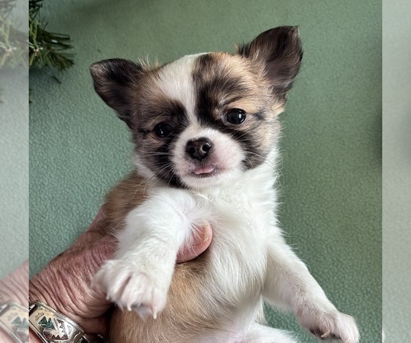 Medium Photo #3 Chihuahua Puppy For Sale in NEWVILLE, PA, USA