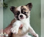 Small Photo #3 Chihuahua Puppy For Sale in NEWVILLE, PA, USA