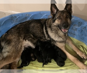 Mother of the German Shepherd Dog puppies born on 02/06/2022