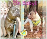 Small Photo #1 French Bulldog Puppy For Sale in CHESTER, NY, USA