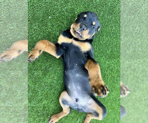 Medium Photo #2 Rottweiler Puppy For Sale in GRESHAM, OR, USA