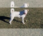 Small Photo #8 Carolina Dog Puppy For Sale in Corona, CA, USA
