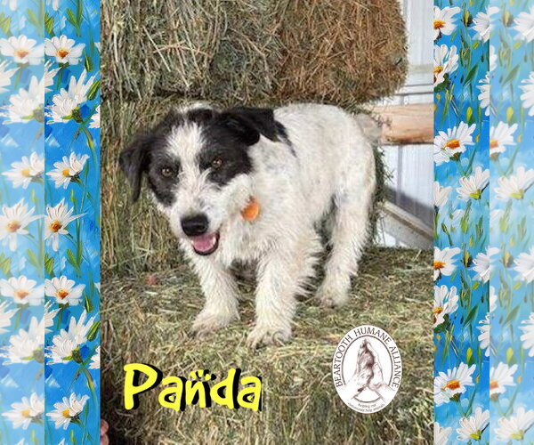 Medium Photo #1 Australian Kelpie-Jack Russell Terrier Mix Puppy For Sale in Red Lodge, MT, USA