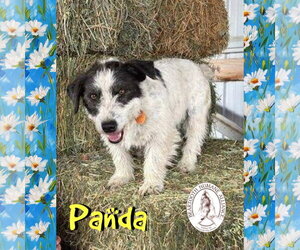 Australian Kelpie-Jack Russell Terrier Mix Dogs for adoption in Red Lodge, MT, USA