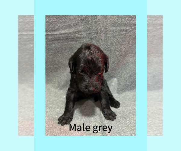 Medium Photo #1 Labradoodle Puppy For Sale in WILLISTON, SC, USA