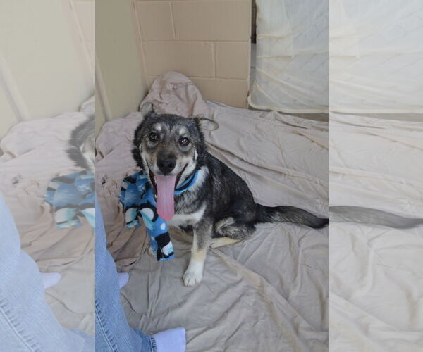 Medium Photo #3 Alaskan Malamute-Unknown Mix Puppy For Sale in McKinney, TX, USA