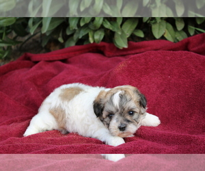 Zuchon Puppy for sale in BLOOMINGTON, IN, USA