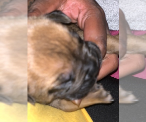 Medium Photo #7 Boerboel Puppy For Sale in LAS CRUCES, NM, USA
