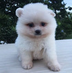 Small Pomeranian
