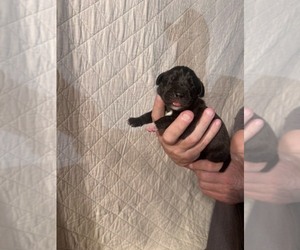 Great Dane Puppy for sale in WILLIS, TX, USA