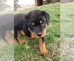 Small Photo #2 Rottweiler Puppy For Sale in STEUBENVILLE, OH, USA