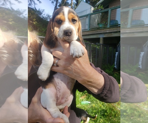 Medium Photo #3 Beagle Puppy For Sale in COOS BAY, OR, USA