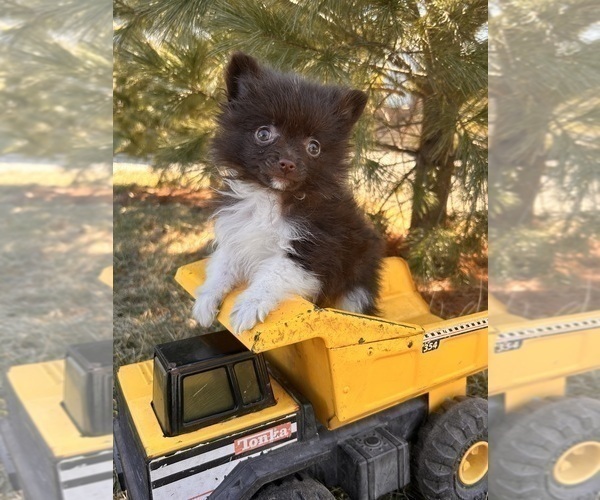 Medium Photo #2 Pomeranian Puppy For Sale in MIDDLEBURY, IN, USA
