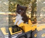 Small #1 Pomeranian