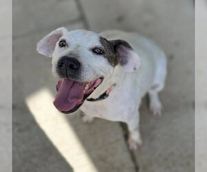 Labrador Retriever-Unknown Mix Dogs for adoption in Woodsfield, OH, USA