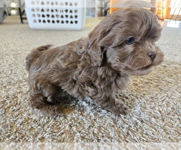 Medium Photo #3 ShihPoo Puppy For Sale in CARLYLE, IL, USA