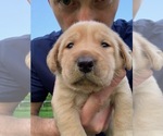 Small Photo #24 Labrador Retriever Puppy For Sale in LITTLE ROCK, AR, USA