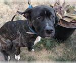 Small #2 Boxer Mix
