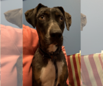 Small #1 Catahoula Leopard Dog Mix