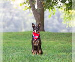Small #1 Feist Terrier Mix