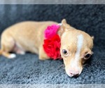 Small #2 Chihuahua Mix