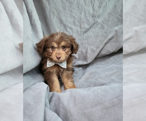 Medium Photo #1 Aussiedoodle Miniature  Puppy For Sale in INDIANAPOLIS, IN, USA