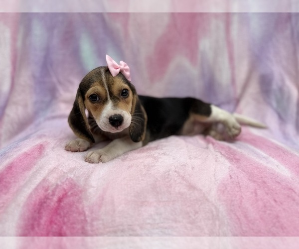Medium Photo #7 Beagle Puppy For Sale in LAKELAND, FL, USA