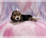 Small #6 Beagle