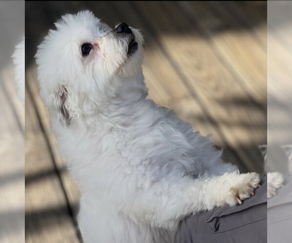 Medium Photo #3 Poodle (Miniature)-Unknown Mix Puppy For Sale in Dana Point, CA, USA