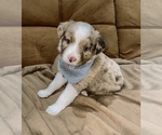 Small Photo #2 Miniature Australian Shepherd Puppy For Sale in BUSH, LA, USA