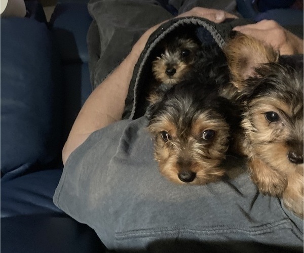 Medium Photo #21 Yorkshire Terrier Puppy For Sale in SAINT LOUIS, MO, USA