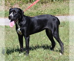 Dottie 44183 - Female Boxer-Unknown Mix Dog for Adoption - Small photo