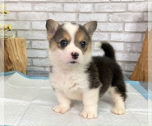 Pembroke Welsh Corgi Puppy for sale in HOUSTON, TX, USA