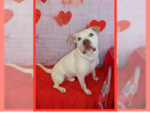 Small #12 American Bulldog Mix