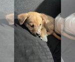 Small #2 Siberian Husky Mix