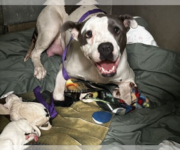 Medium Photo #1 American Pit Bull Terrier Puppy For Sale in San Bernardino, CA, USA