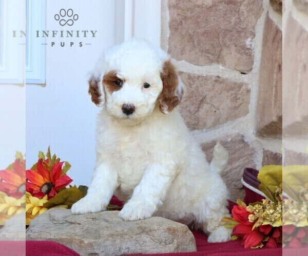 Medium Photo #3 Goldendoodle (Miniature) Puppy For Sale in GORDONVILLE, PA, USA