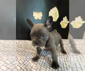 French Bulldog Puppy for Sale in MCMINNVILLE, Tennessee USA