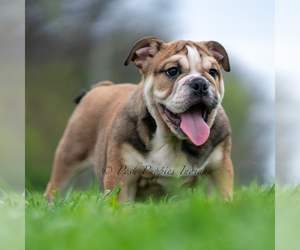 Medium Bulldog