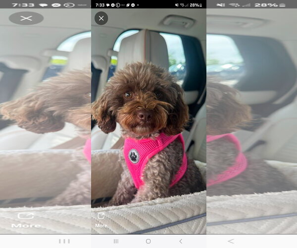 Medium Photo #1 Poodle (Toy) Puppy For Sale in Marine City, MI, USA