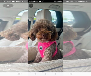 Poodle (Toy) Dogs for adoption in Marine City, MI, USA