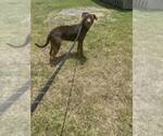 Small #2 Mutt