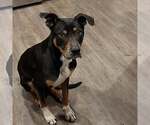 Small #1 Boxador