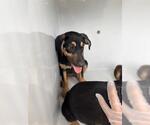 Small Doberman Pinscher Mix