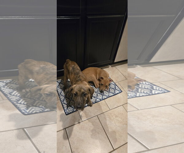 Medium Photo #2 Labrador Retriever-Unknown Mix Puppy For Sale in The Woodlands, TX, USA