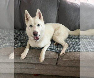 Siberian Husky-Unknown Mix Dogs for adoption in Aurora, IN, USA