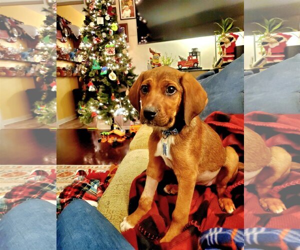 Medium Photo #2 Mutt Puppy For Sale in Plainfield, IL, USA